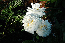 Marshmallow Puff Peony (Paeonia 'Marshmallow Puff') at Lakeshore Garden Centres