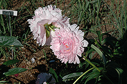 Hazel Kinsey Peony (Paeonia 'Hazel Kinsey') at Lakeshore Garden Centres