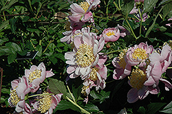 Ama-no-sode Peony (Paeonia 'Ama-no-sode') at Lakeshore Garden Centres