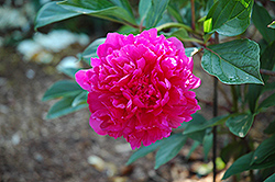 Longfellow Peony (Paeonia 'Longfellow') at Lakeshore Garden Centres