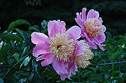 Doreen Peony (Paeonia 'Doreen') at Lakeshore Garden Centres