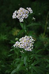 Siberian Yarrow (Achillea sibirica 'Kamtschaticum') at Lakeshore Garden Centres