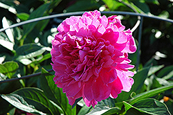 Rosalie Peony (Paeonia 'Rosalie') at Lakeshore Garden Centres