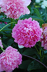 Pink Jazz Peony (Paeonia 'Pink Jazz') at Lakeshore Garden Centres