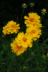 Early Sunrise Tickseed (Coreopsis 'Early Sunrise') at Golden Acre Home & Garden