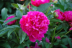 Valencia Peony (Paeonia 'Valencia') at Lakeshore Garden Centres