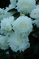 Weatherball 90 Peony (Paeonia 'Weatherball 90') at Lakeshore Garden Centres