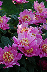 Dignity Peony (Paeonia 'Dignity') at Lakeshore Garden Centres