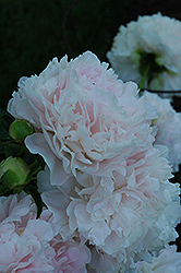 James Pillow Peony (Paeonia 'James Pillow') at Lakeshore Garden Centres