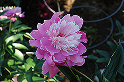 Nymphe Peony (Paeonia 'Nymphe') at Golden Acre Home & Garden