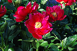 America Peony (Paeonia 'America') at Lakeshore Garden Centres