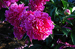 Douglas Brand Peony (Paeonia 'Douglas Brand') at Lakeshore Garden Centres