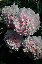Sarah Bernhardt Peony (Paeonia 'Sarah Bernhardt') at Peter Knippel Garden Centre