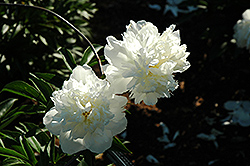 Princess Bride Peony (Paeonia 'Princess Bride') at Lakeshore Garden Centres