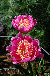 Gail Tischler Peony (Paeonia 'Gail Tischler') at Lakeshore Garden Centres