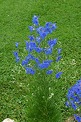 Chinese Delphinium (Delphinium grandiflorum) at Lakeshore Garden Centres