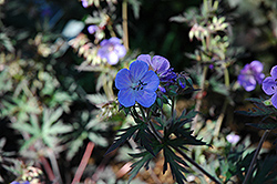Okey Dokey Cranesbill (Geranium pratense 'Okey Dokey') at Lakeshore Garden Centres