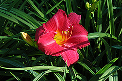 Seductor Daylily (Hemerocallis 'Seductor') at Lakeshore Garden Centres