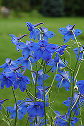 Chinese Delphinium (Delphinium grandiflorum) at Lakeshore Garden Centres