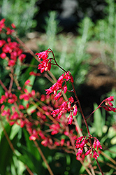 Northern Fire Coral Bells (Heuchera 'Northern Fire') at Lakeshore Garden Centres
