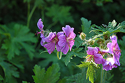 Caucasian Cranesbill (Geranium ibericum) at Lakeshore Garden Centres