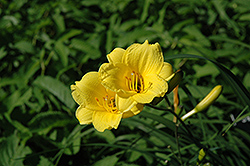 Bitsy Daylily (Hemerocallis 'Bitsy') at Lakeshore Garden Centres