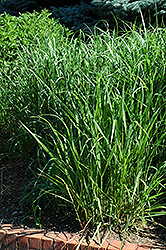 Switch Grass (Panicum virgatum) at The Mustard Seed