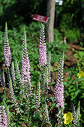 Pink Damask Speedwell (Veronica longifolia 'Pink Damask') at Lakeshore Garden Centres