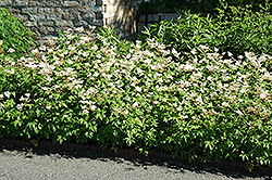 Elegans Siberian Meadowsweet (Filipendula palmata 'Elegans') at Lakeshore Garden Centres