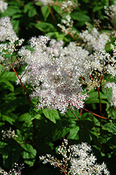 Elegans Siberian Meadowsweet (Filipendula palmata 'Elegans') at Lakeshore Garden Centres