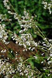 June Bride Coral Bells (Heuchera sanguinea 'June Bride') at Lakeshore Garden Centres