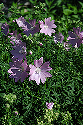 Cameliard Larkspur (Delphinium 'Cameliard') at Lakeshore Garden Centres