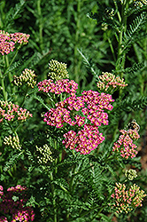 Heidi Yarrow (Achillea millefolium 'Heidi') at Lakeshore Garden Centres