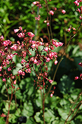 Tattletale Coral Bells (Heuchera 'Tattletale') at Lakeshore Garden Centres