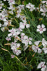 Dottie Pinks (Dianthus 'Dottie') at Lakeshore Garden Centres