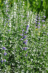 Hyssop (Hyssopus officinalis) at Lakeshore Garden Centres