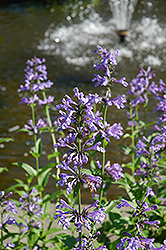 Souvenir d'Andre Chaudron Catmint (Nepeta sibirica 'Souvenir d'Andre Chaudron') at Lakeshore Garden Centres