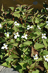 Variegated Chameleon Plant (Houttuynia cordata 'Variegata') at Lakeshore Garden Centres