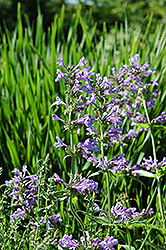 Siberian Catmint (Nepeta sibirica) at Lakeshore Garden Centres