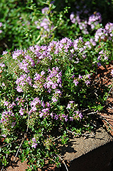 Annie Hall Thyme (Thymus serpyllum 'Annie Hall') at Lakeshore Garden Centres