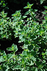Oregano (Origanum vulgare) at Peter Knippel Garden Centre