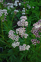 Common Valerian (Valeriana officinalis) at Lakeshore Garden Centres