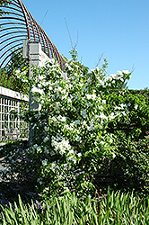 Natchez Mockorange (Philadelphus x virginalis 'Natchez') at Lakeshore Garden Centres