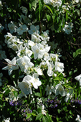 Natchez Mockorange (Philadelphus x virginalis 'Natchez') at Lakeshore Garden Centres