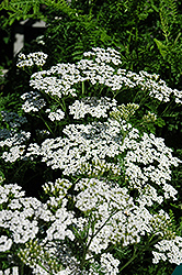 Snow Sport Yarrow (Achillea millefolium 'Snow Sport') at Lakeshore Garden Centres