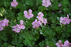 Dalmatian Cranesbill (Geranium dalmaticum) at Lakeshore Garden Centres