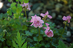 Claridge Druce Cranesbill (Geranium x oxonianum 'Claridge Druce') at Lakeshore Garden Centres