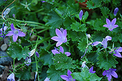 Resholdt's Variety Dalmatian Bellflower (Campanula portenschlagiana 'Resholdt's Variety') at Lakeshore Garden Centres