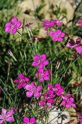Alpine Pinks (Dianthus alpinus) at Lakeshore Garden Centres