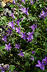 Stella Serbian Bellflower (Campanula poscharskyana 'Stella') at Lakeshore Garden Centres